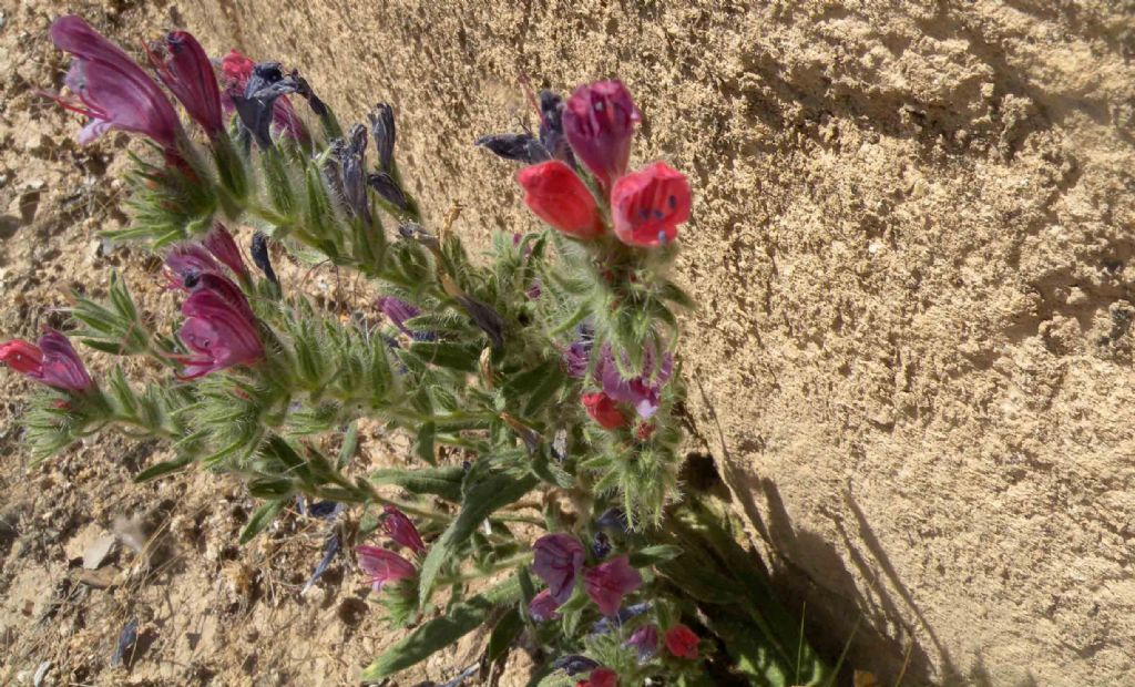 I fiori di Gerico